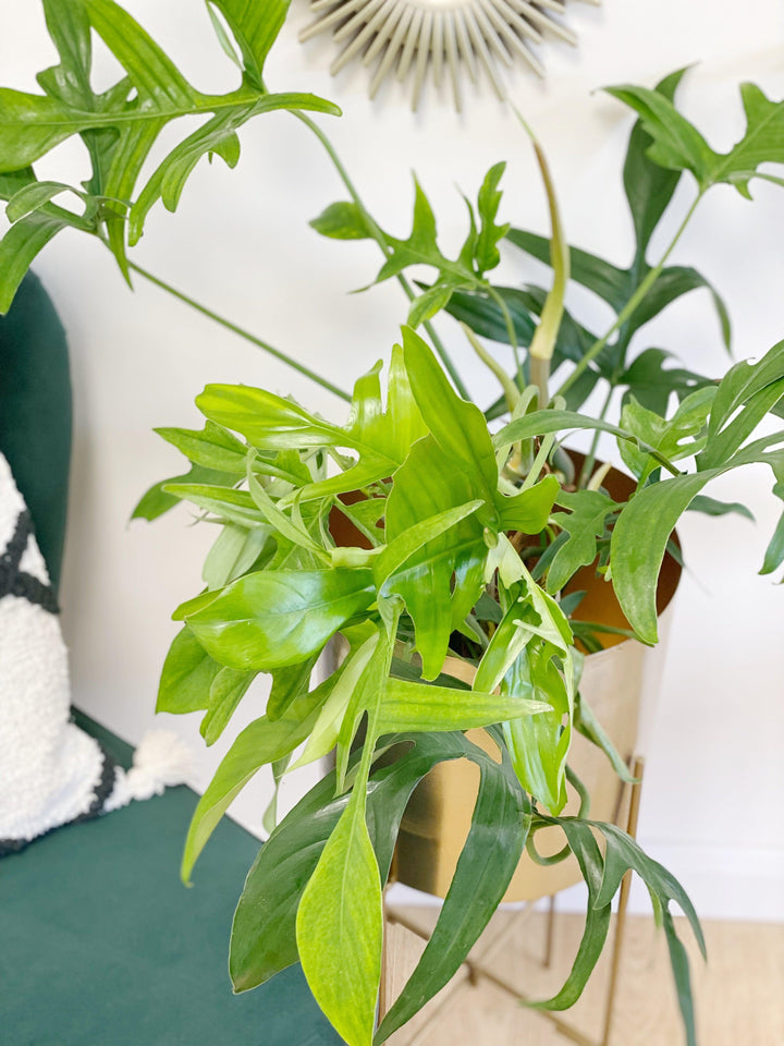 glad hands philodendron care Philodendron Pedatum Glad Hands
