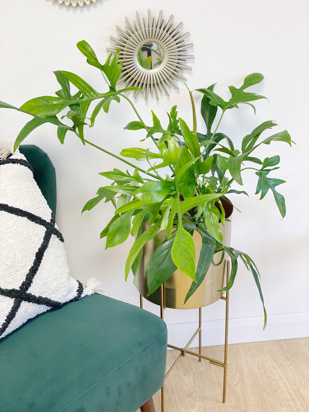 Philodendron Pedatum Glad Hands