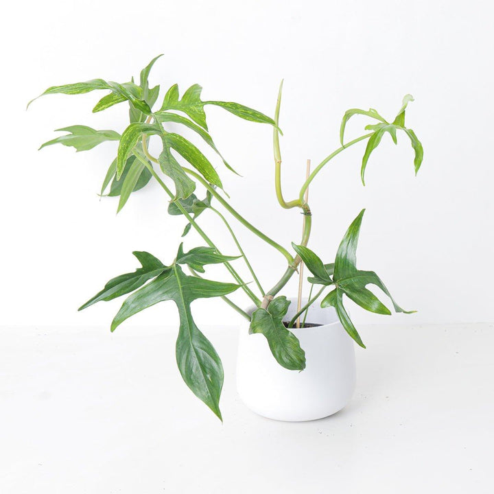 philodendron glad hands for sale Philodendron Pedatum Glad Hands