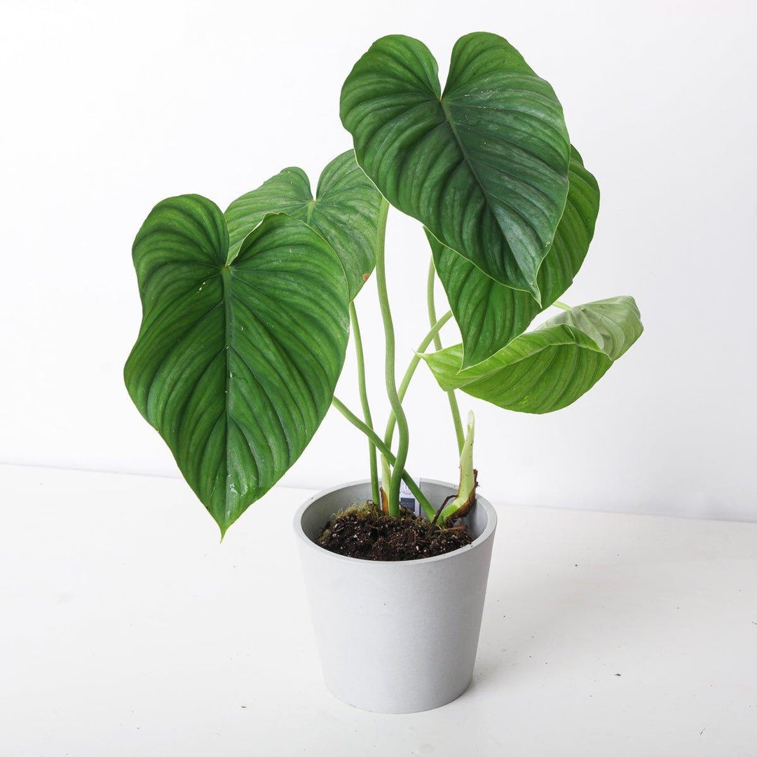 Philodendron peltatum