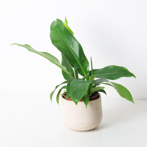 philodendron pendulatum Philodendron pendulatum
