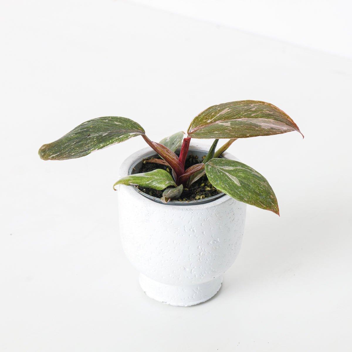 Philodendron Pink Princess 'Marble' - House of Kojo