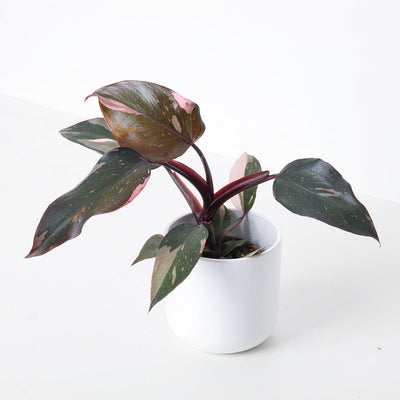 Philodendron Pink Princess - House of Kojo