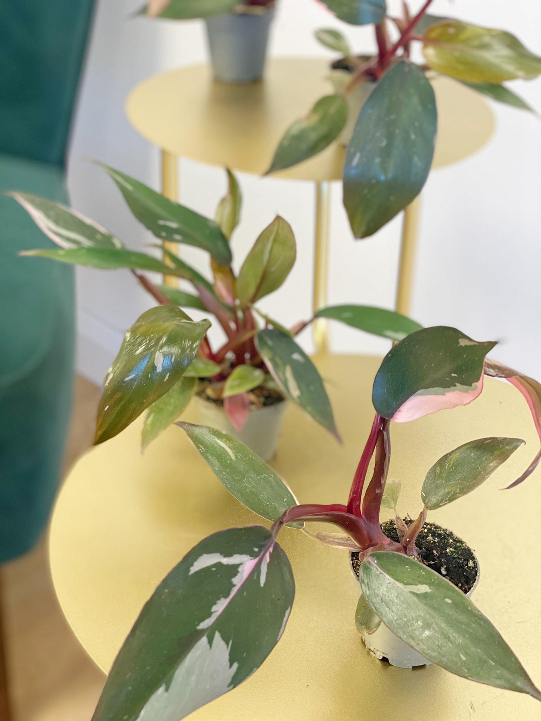buy philodendron pink princess uk Philodendron Pink Princess