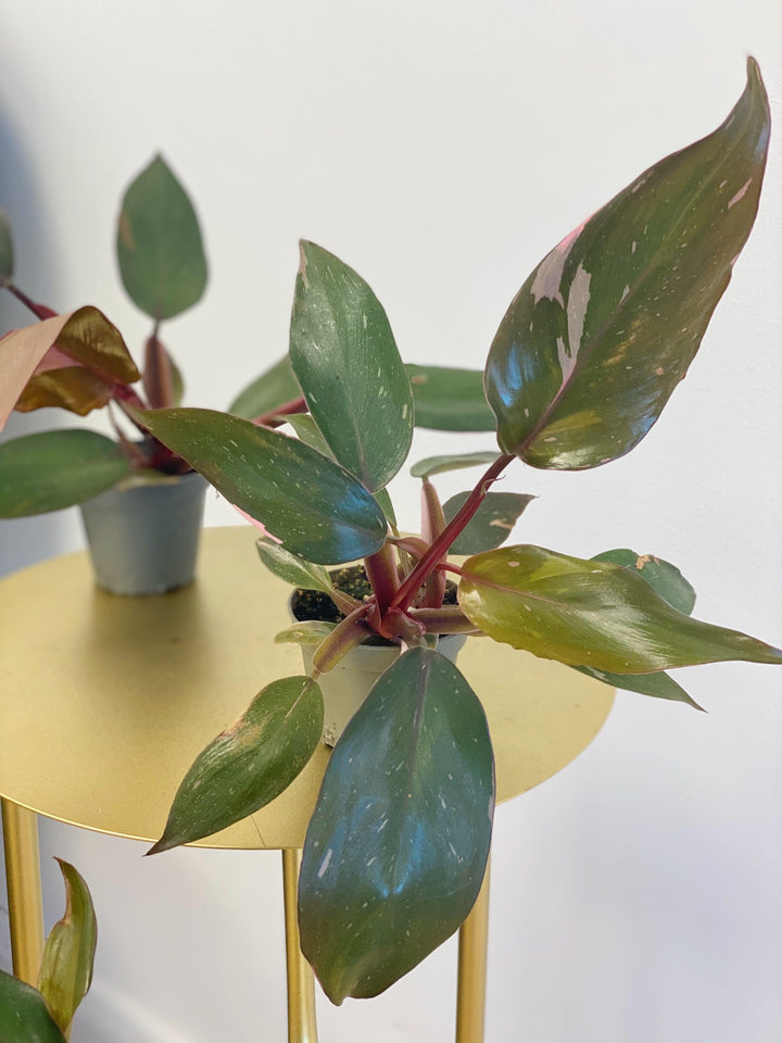 philodendron pink princess house plant 6cm pot Philodendron Pink Princess