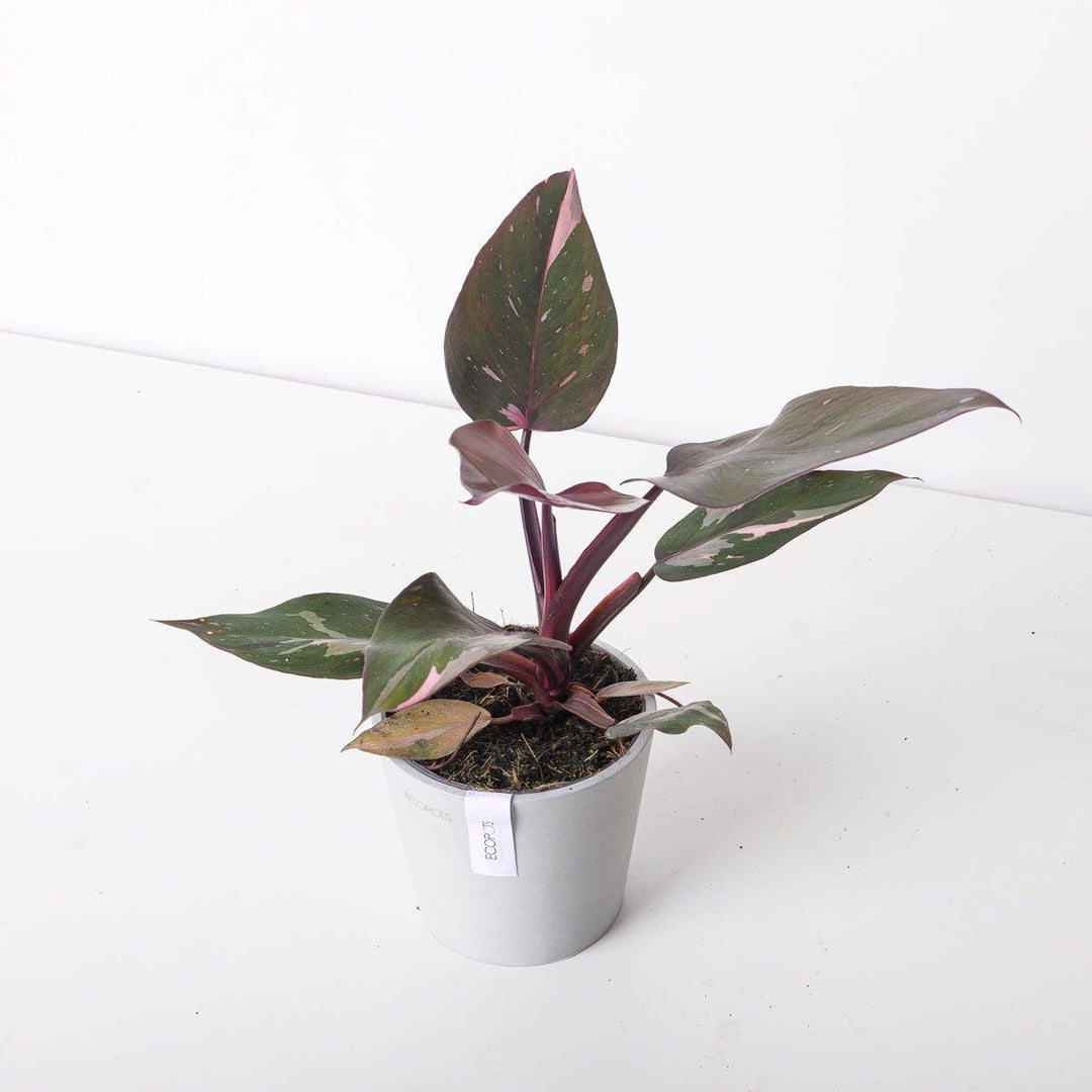 Philodendron Pink Princess
