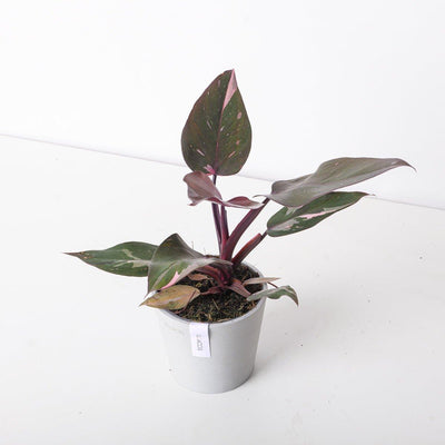 Philodendron Pink Princess - House of Kojo