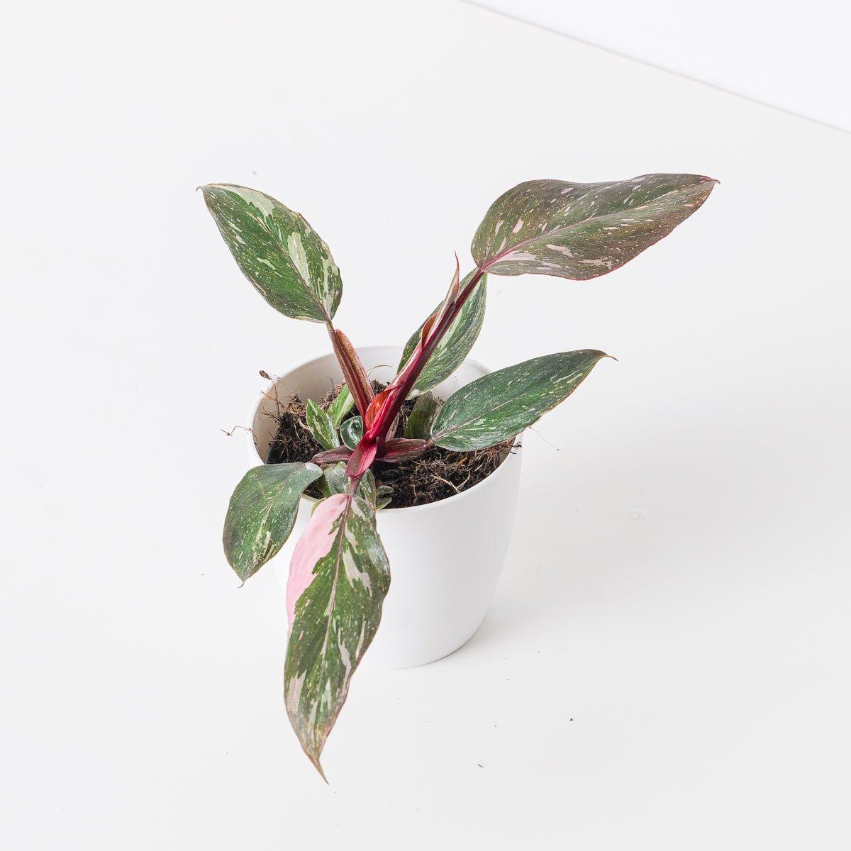 Philodendron Pink Princess - House of Kojo