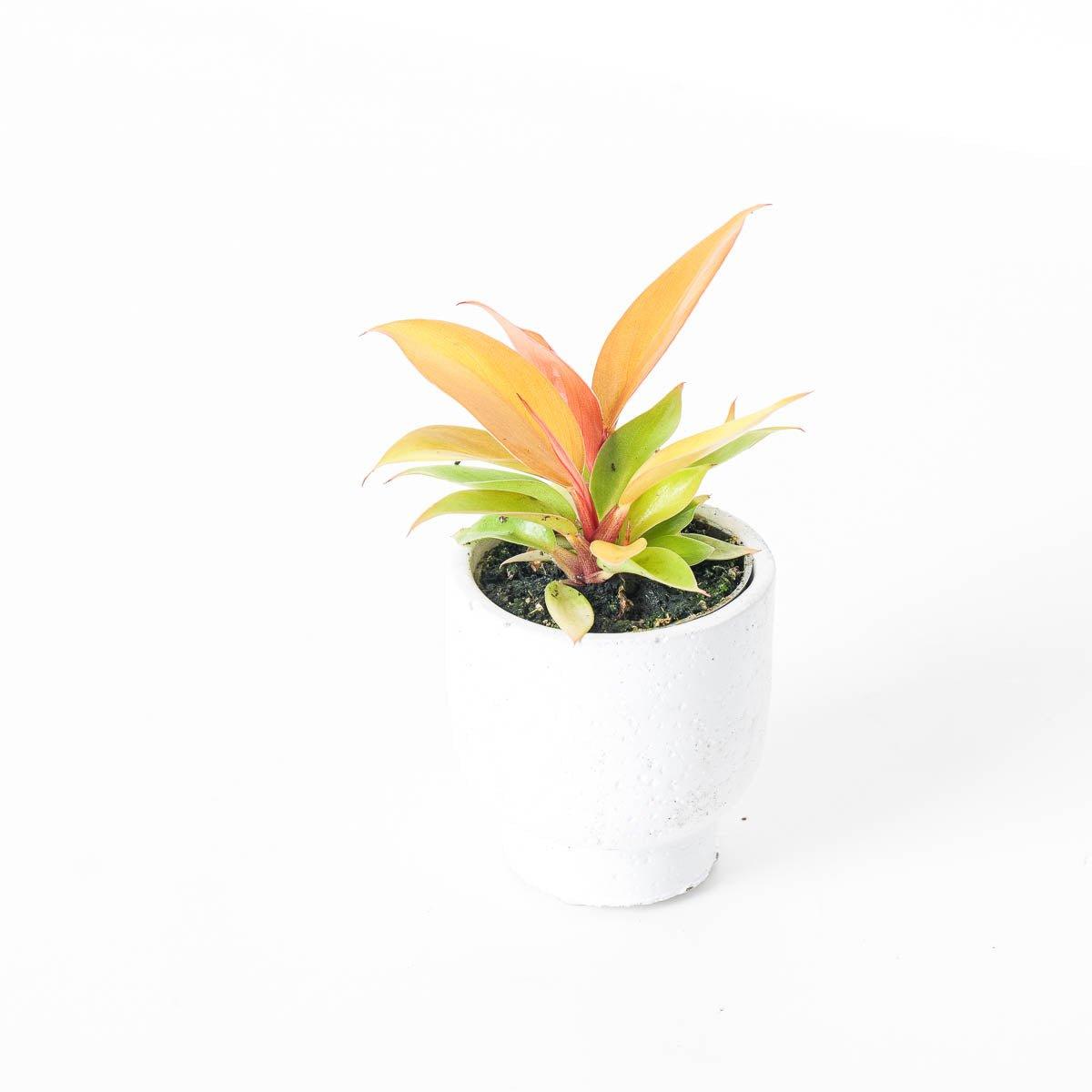 Philodendron Prince of Orange - House of Kojo