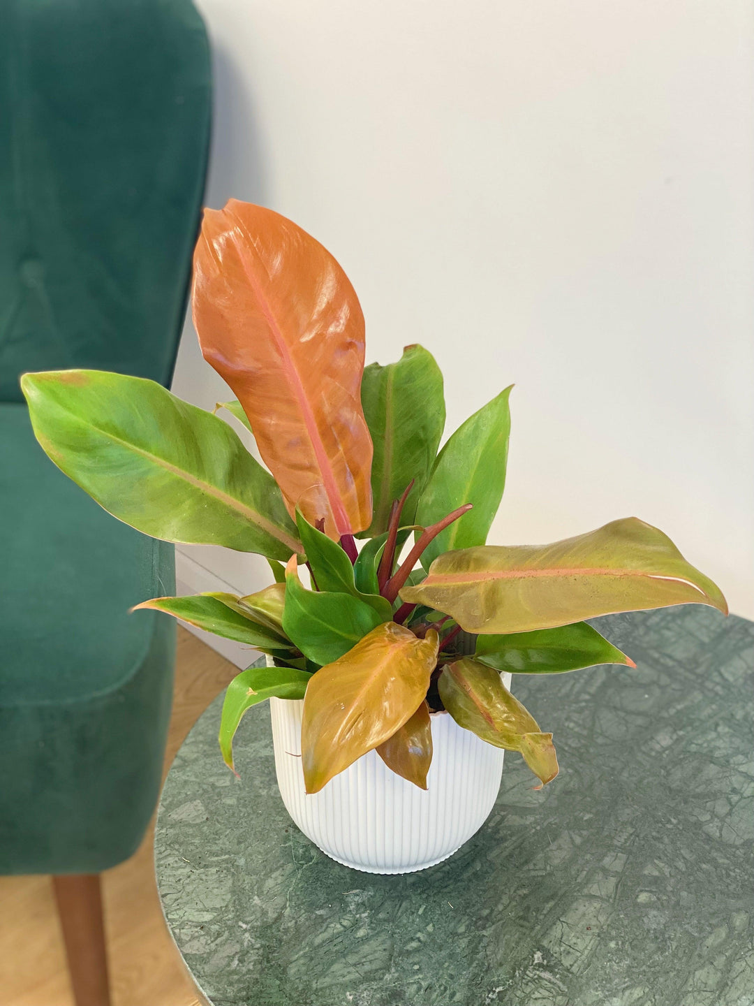philodendron hybrid orange Philodendron Prince of Orange