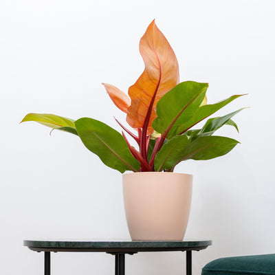 Philodendron Prince of Orange - House of Kojo