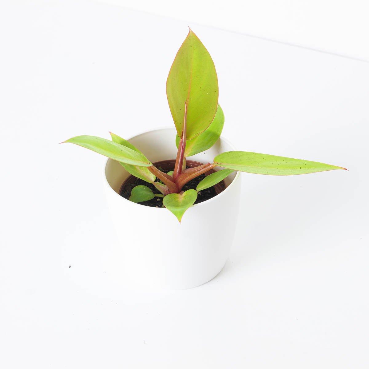 Philodendron Prince of Orange - House of Kojo