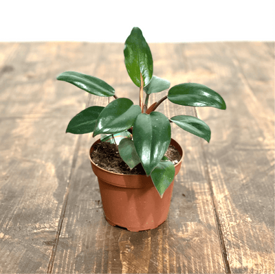Philodendron Red Congo - House of Kojo