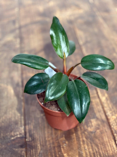 Philodendron Red Congo - House of Kojo