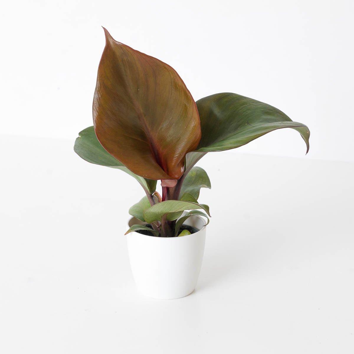 Philodendron Red Heart - House of Kojo