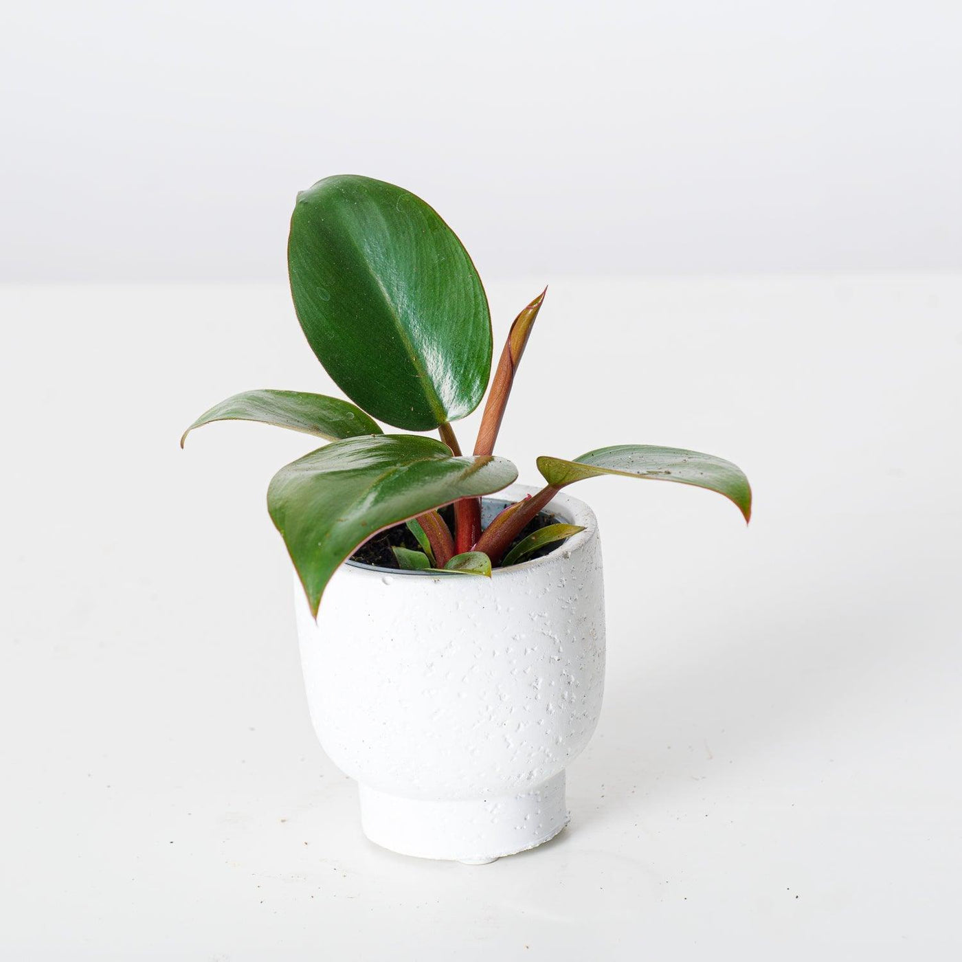 philodendron compact congo Philodendron Rojo Congo