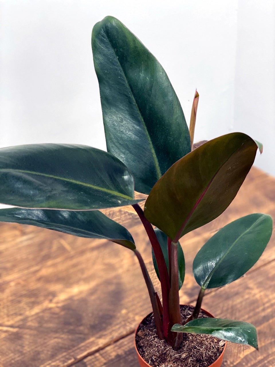 philodendron rojo congo toxic Philodendron Rojo Congo