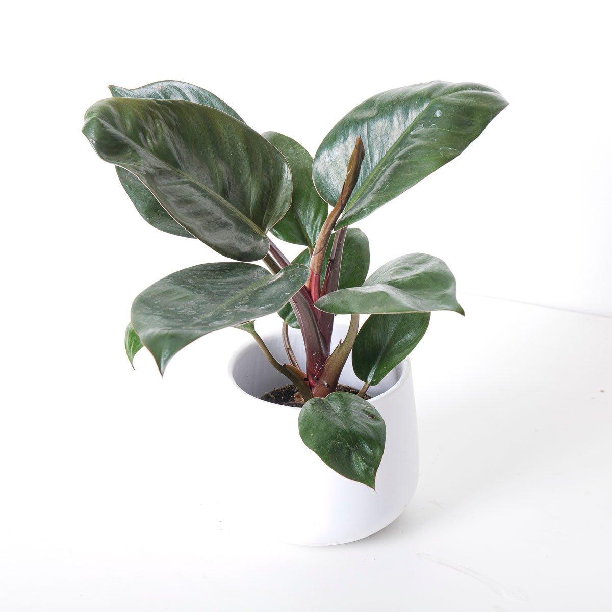 Philodendron Rojo Congo - House of Kojo