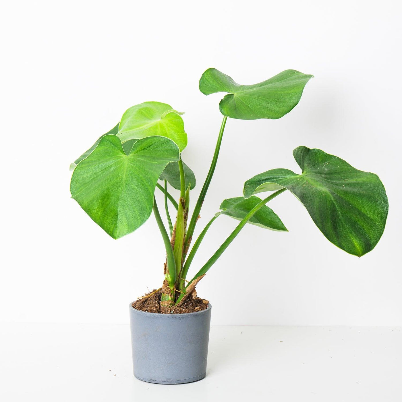philodendron rugulosum Philodendron Rugosum