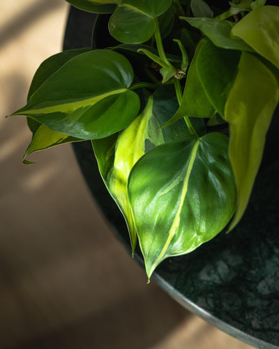 Philodendron Scandens Brasil - House of Kojo