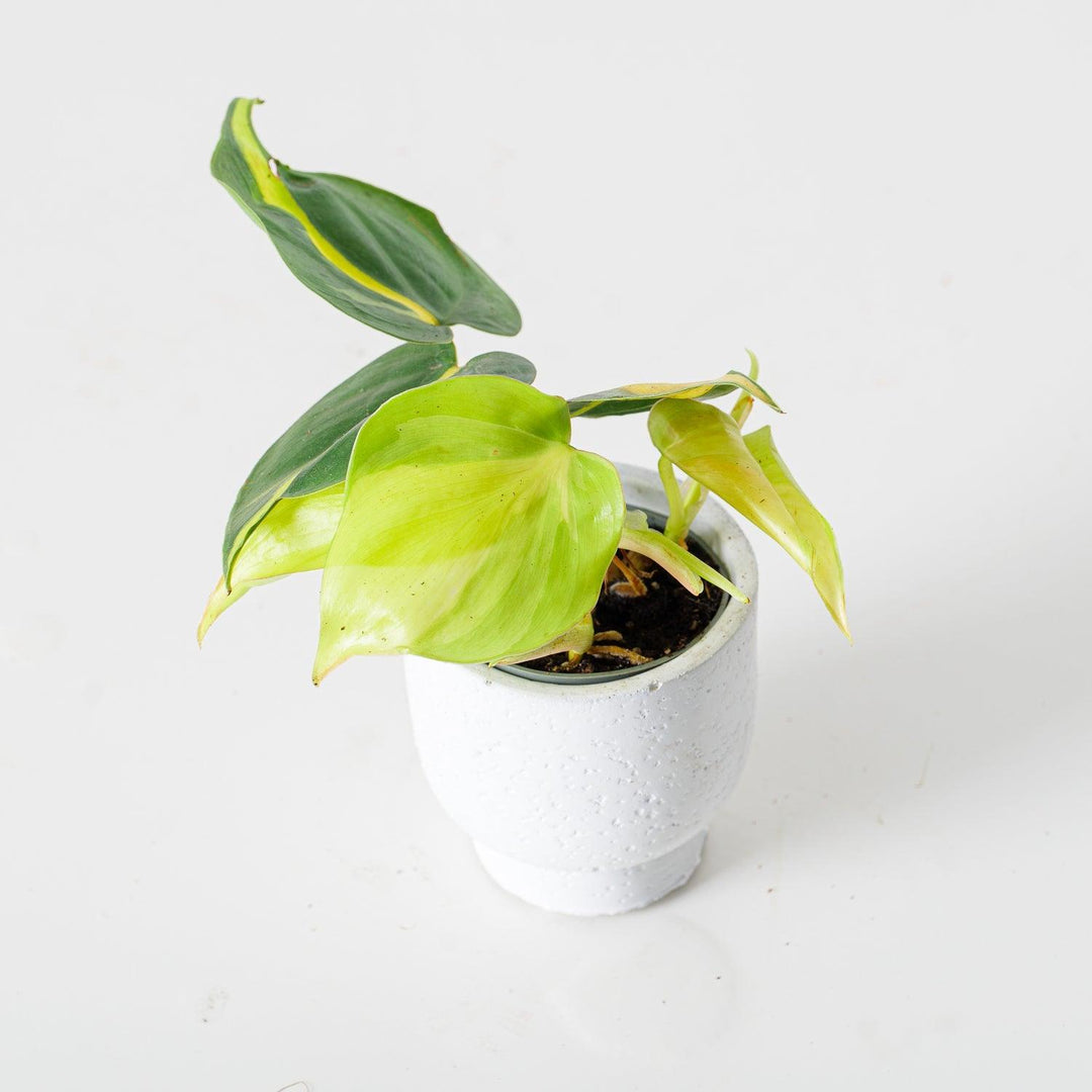 variegated philodendron scandens Philodendron Scandens Brasil