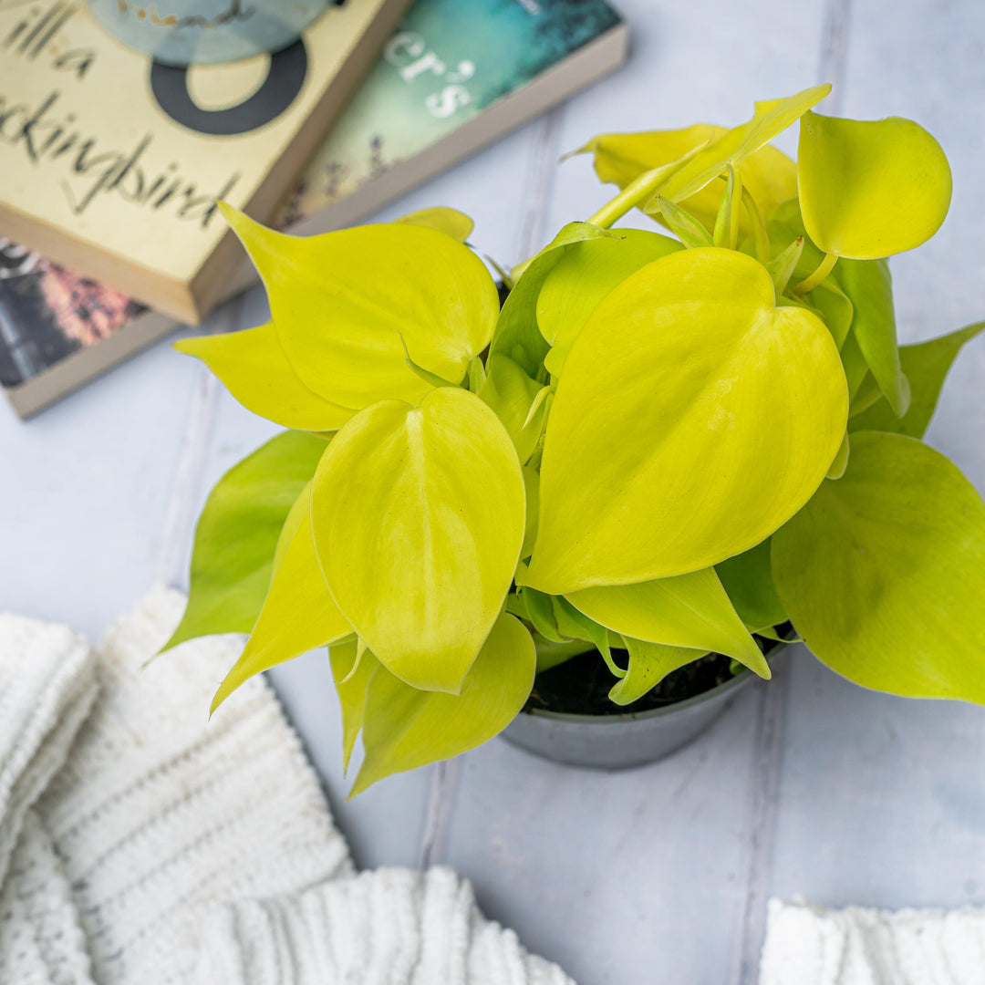 philodendron micans neon Philodendron Scandens Micans Lime | Trailing Plant