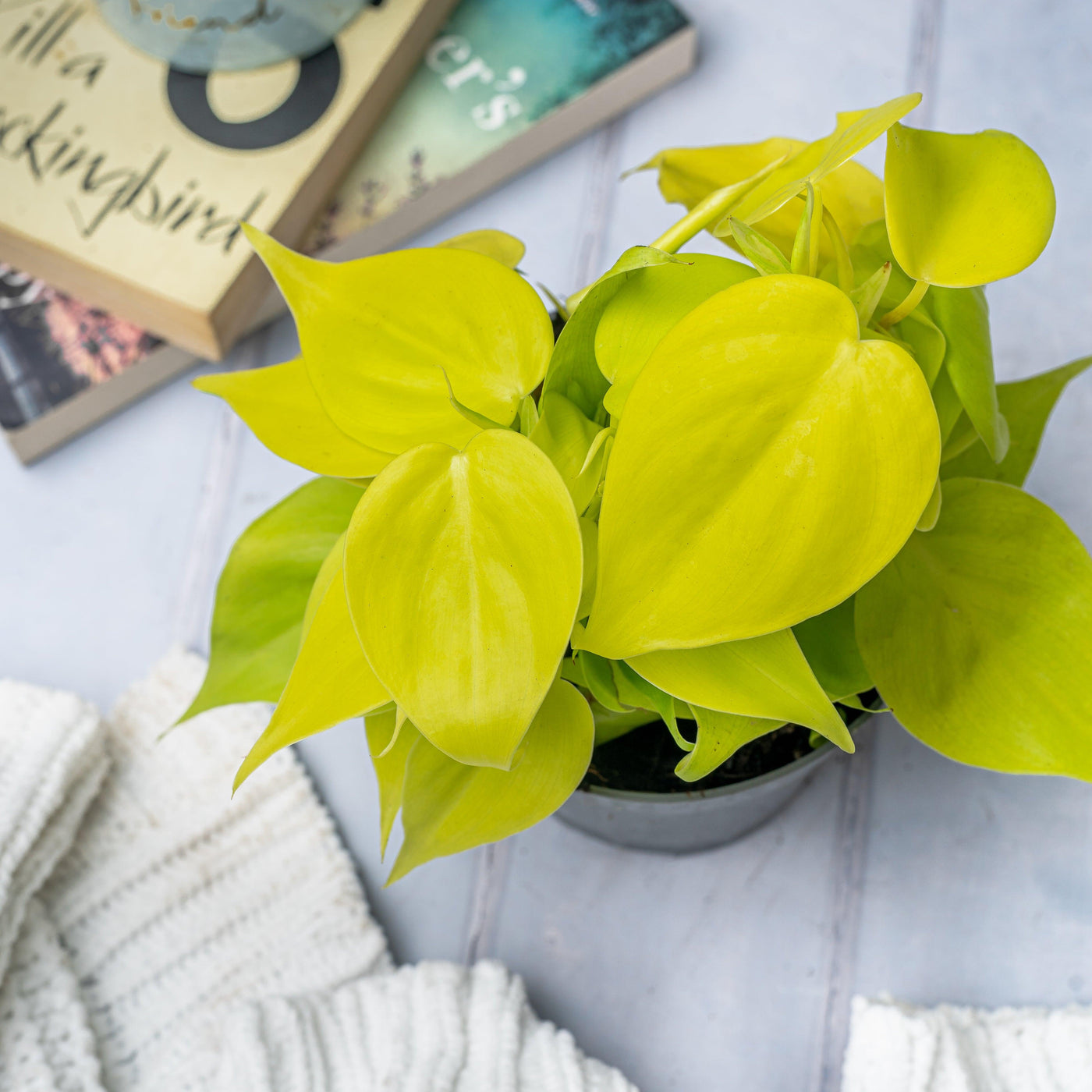 Philodendron Scandens Micans Lime | Trailing Plant - House of Kojo