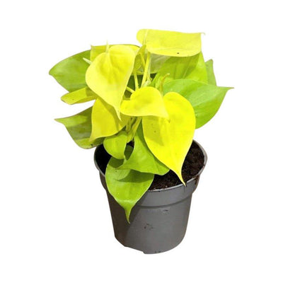 Philodendron Scandens Micans Lime | Trailing Plant - House of Kojo