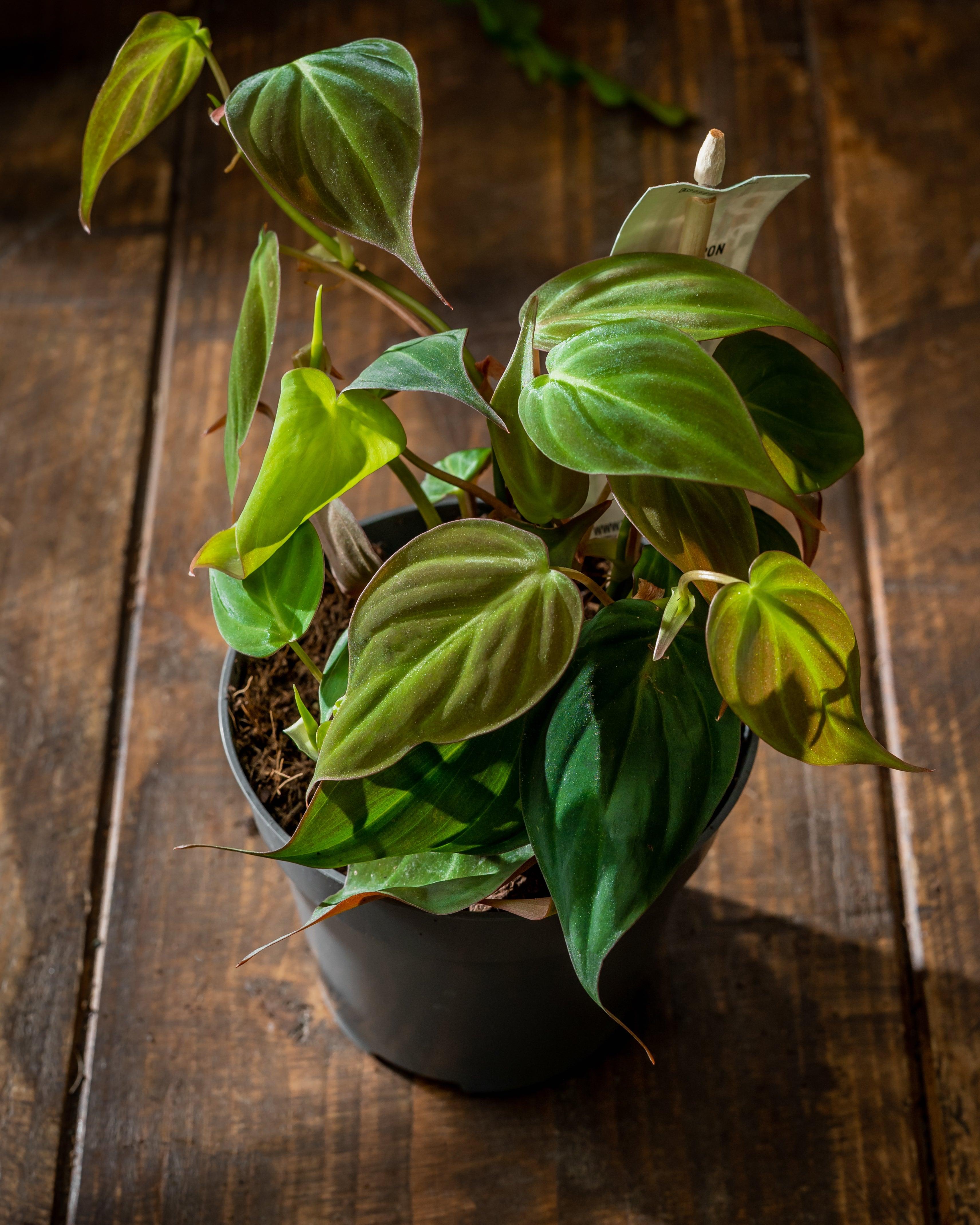 philodendron micans vs scandens Philodendron Scandens Micans