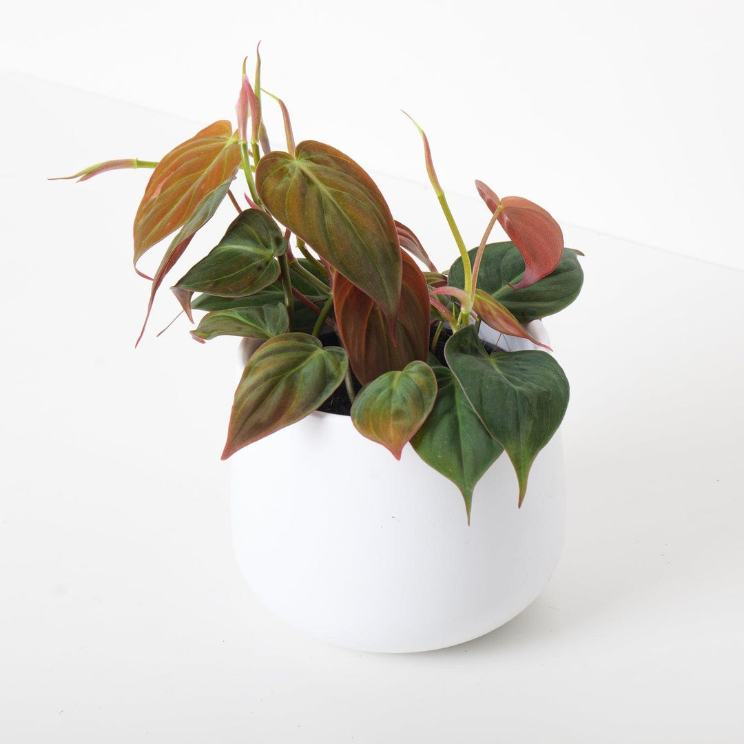 scandens micans philodendron Philodendron Scandens Micans