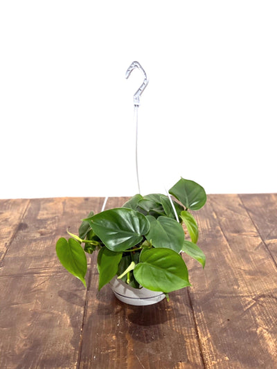 Philodendron Scandens - House of Kojo