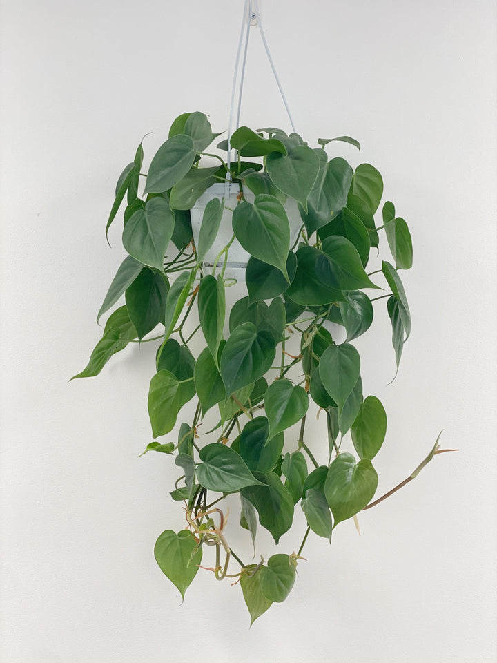 philodendron scandens cuidados Philodendron Scandens