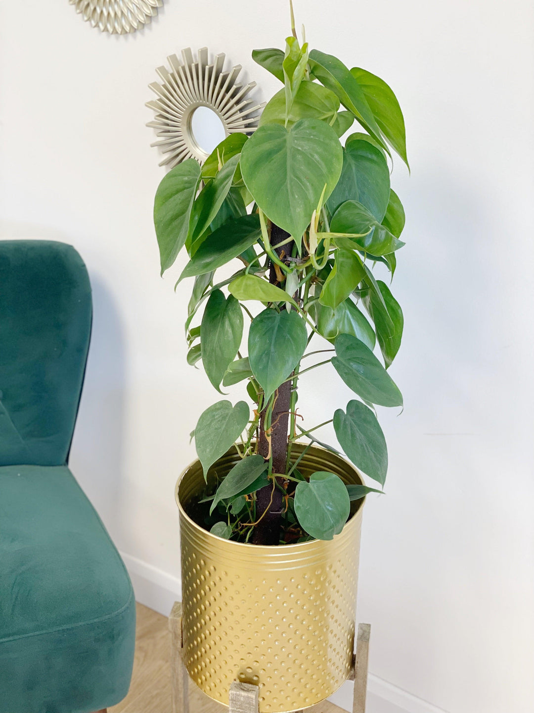 buy philodendron scandens uk Philodendron Scandens