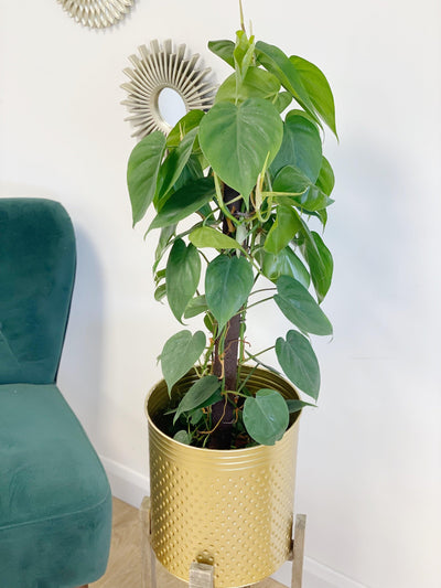 Philodendron Scandens - House of Kojo