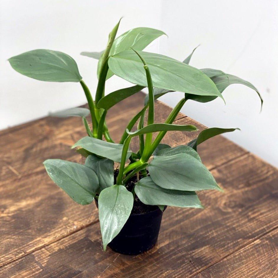 philodendron silver sword toxic to cats Philodendron Silver Sword