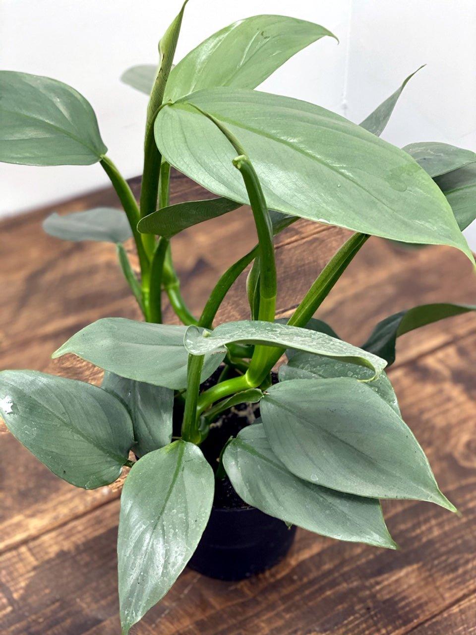 philodendron grey silver sword Philodendron Silver Sword