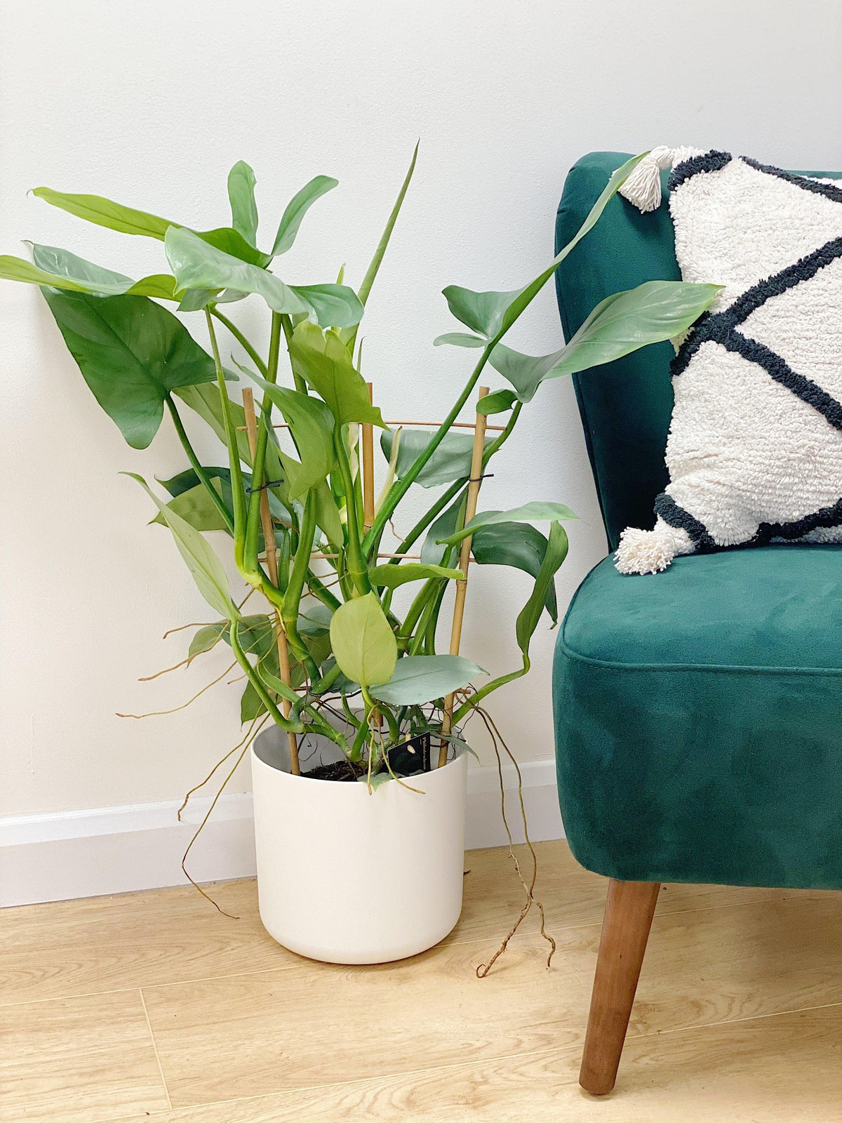 Philodendron Silver Sword - House of Kojo