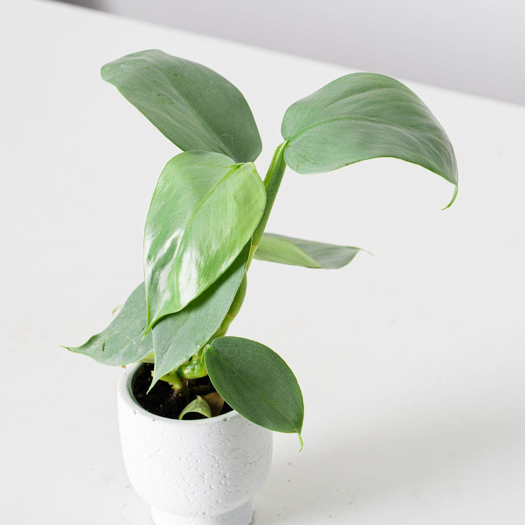 philodendron silver sword toxic to cats Philodendron Silver Sword