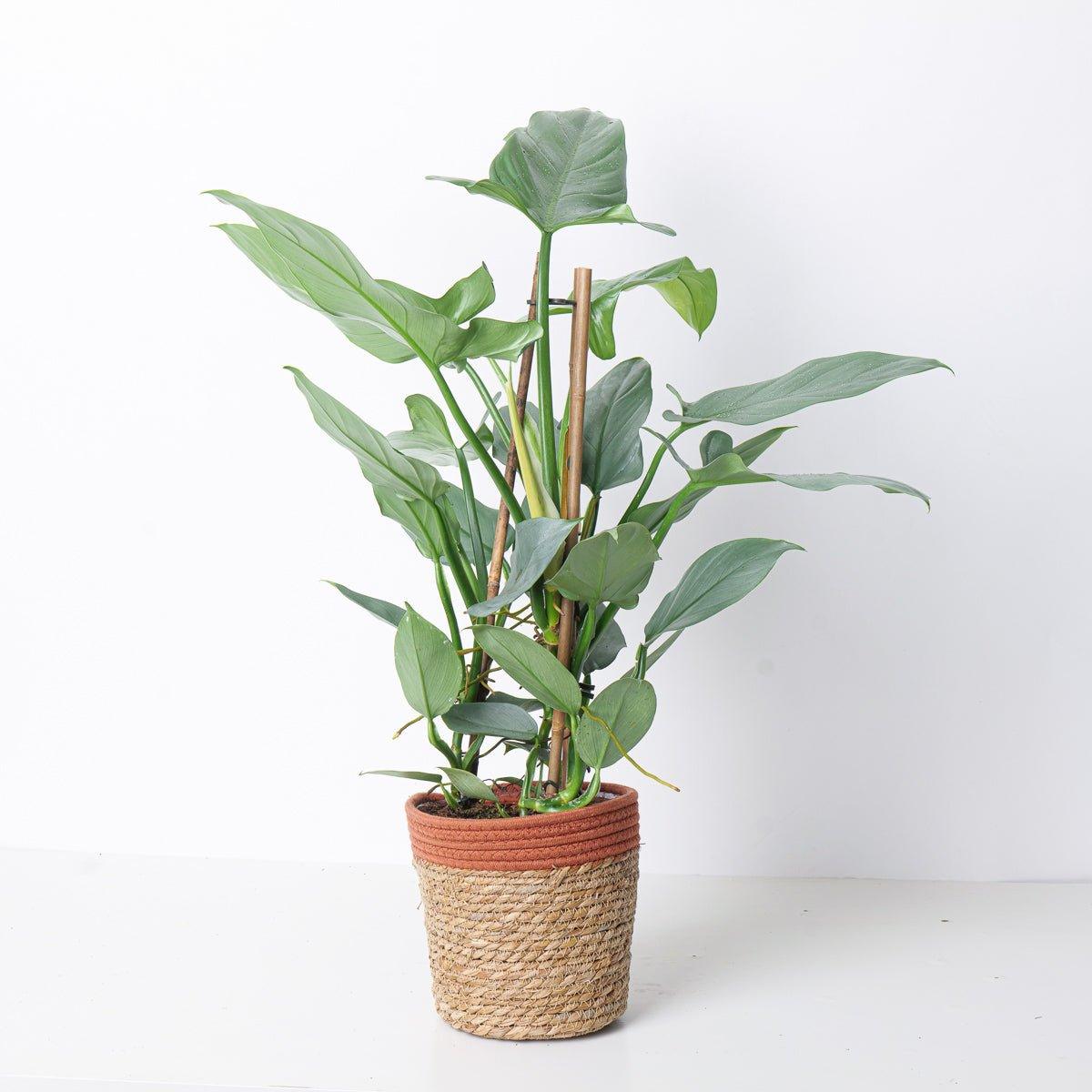 Philodendron Silver Sword - House of Kojo