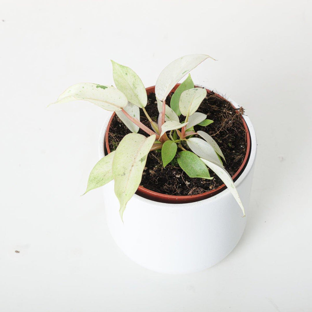philodendron intratuin Philodendron Snowdrift