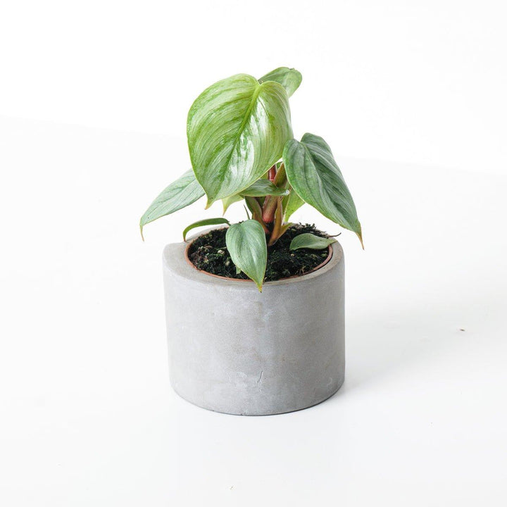 philodendron sidori Philodendron Sodiroi