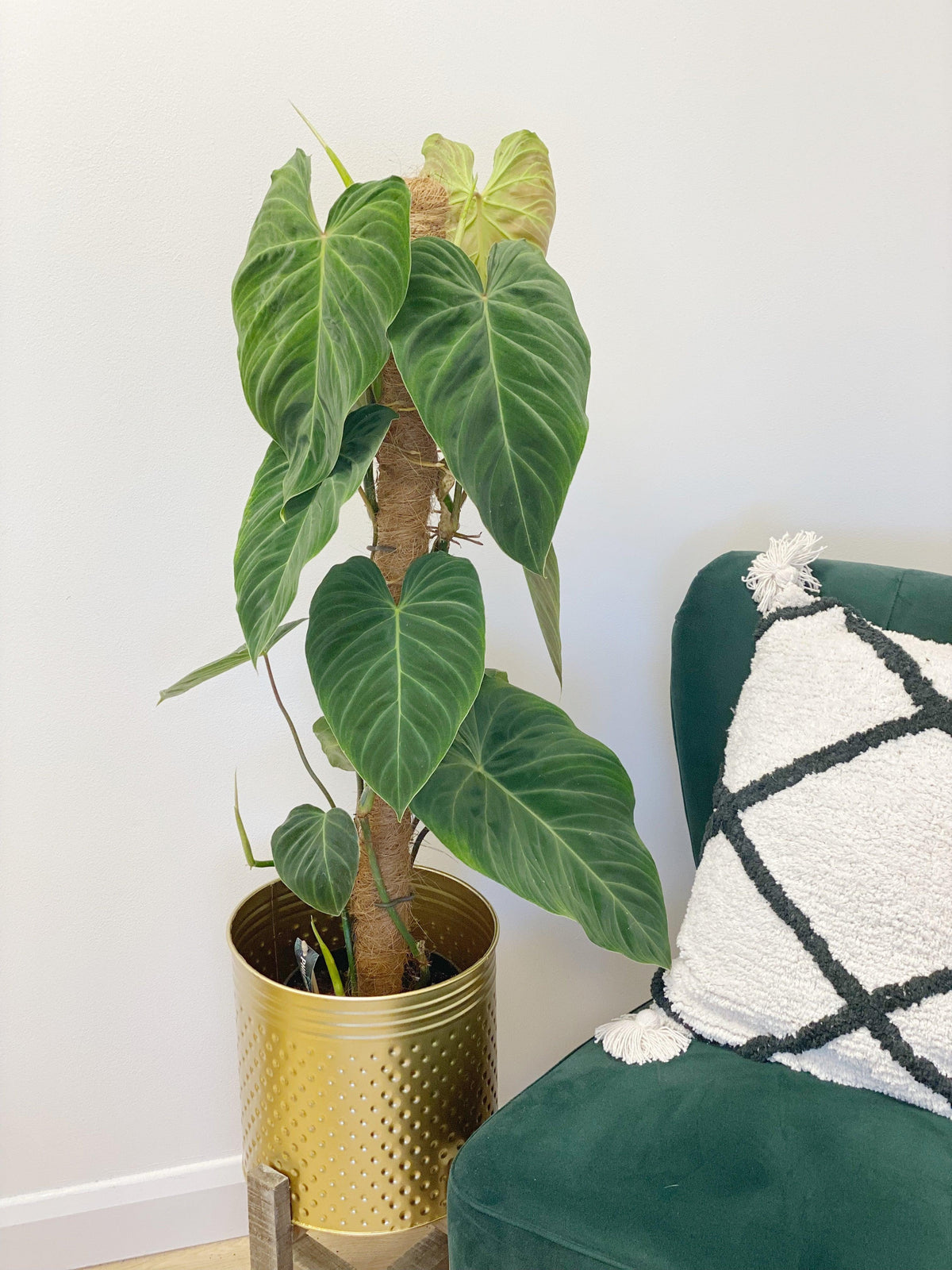 Imperfect Philodendron Splendid | Verrucosum x Melanochrysum - House of Kojo