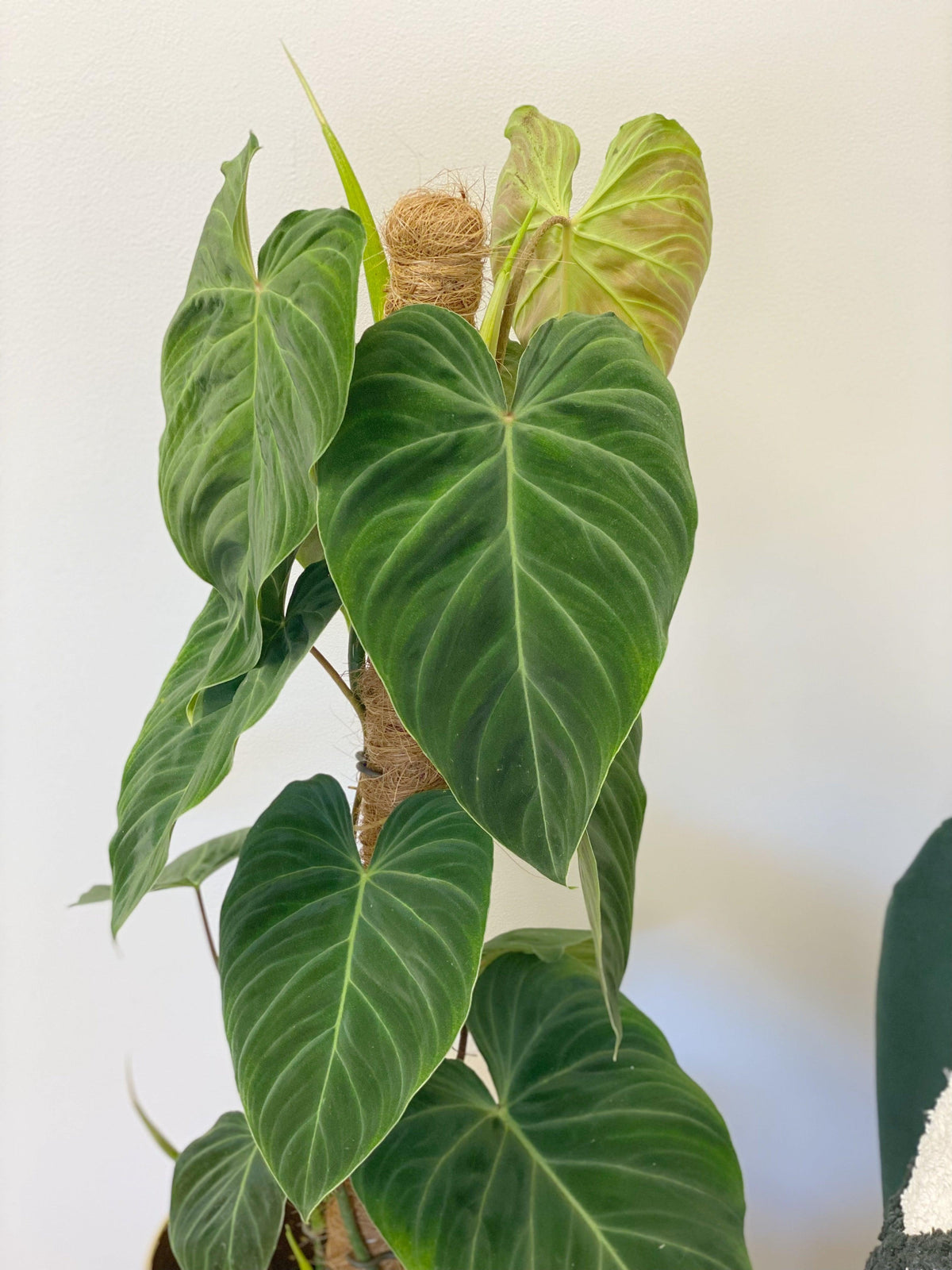 Imperfect Philodendron Splendid | Verrucosum x Melanochrysum - House of Kojo