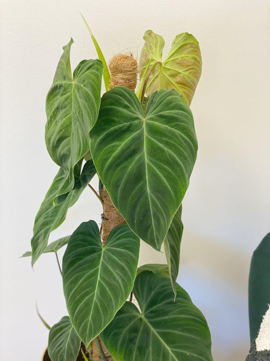 Imperfect Philodendron Splendid | Verrucosum x Melanochrysum - House of Kojo