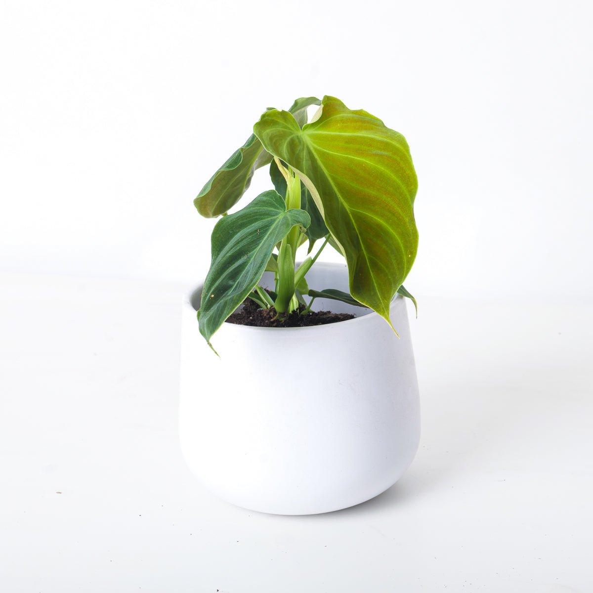 Imperfect Philodendron Splendid | Verrucosum x Melanochrysum - House of Kojo