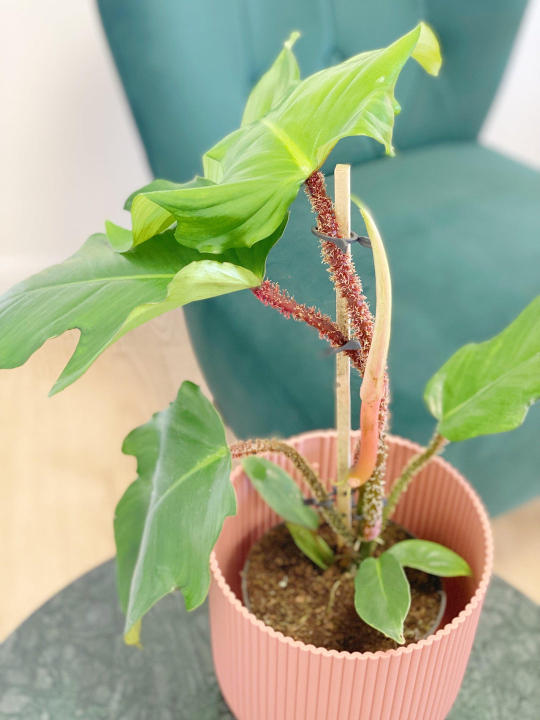 philodendron squamiferum uk Philodendron Squamiferum