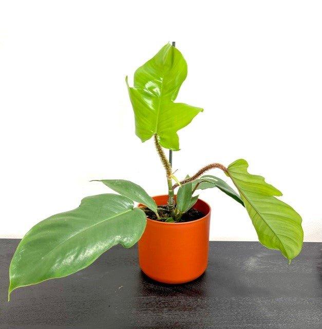 philodendron squamiferum price Philodendron Squamiferum