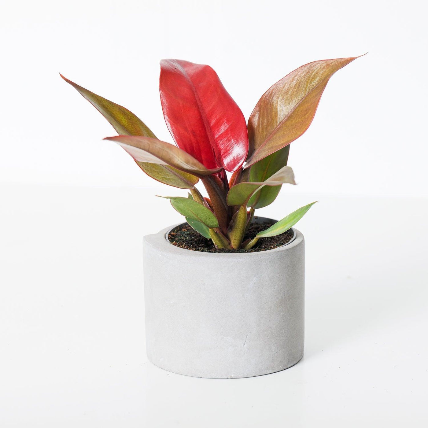 philodendron starfire Philodendron Starfire