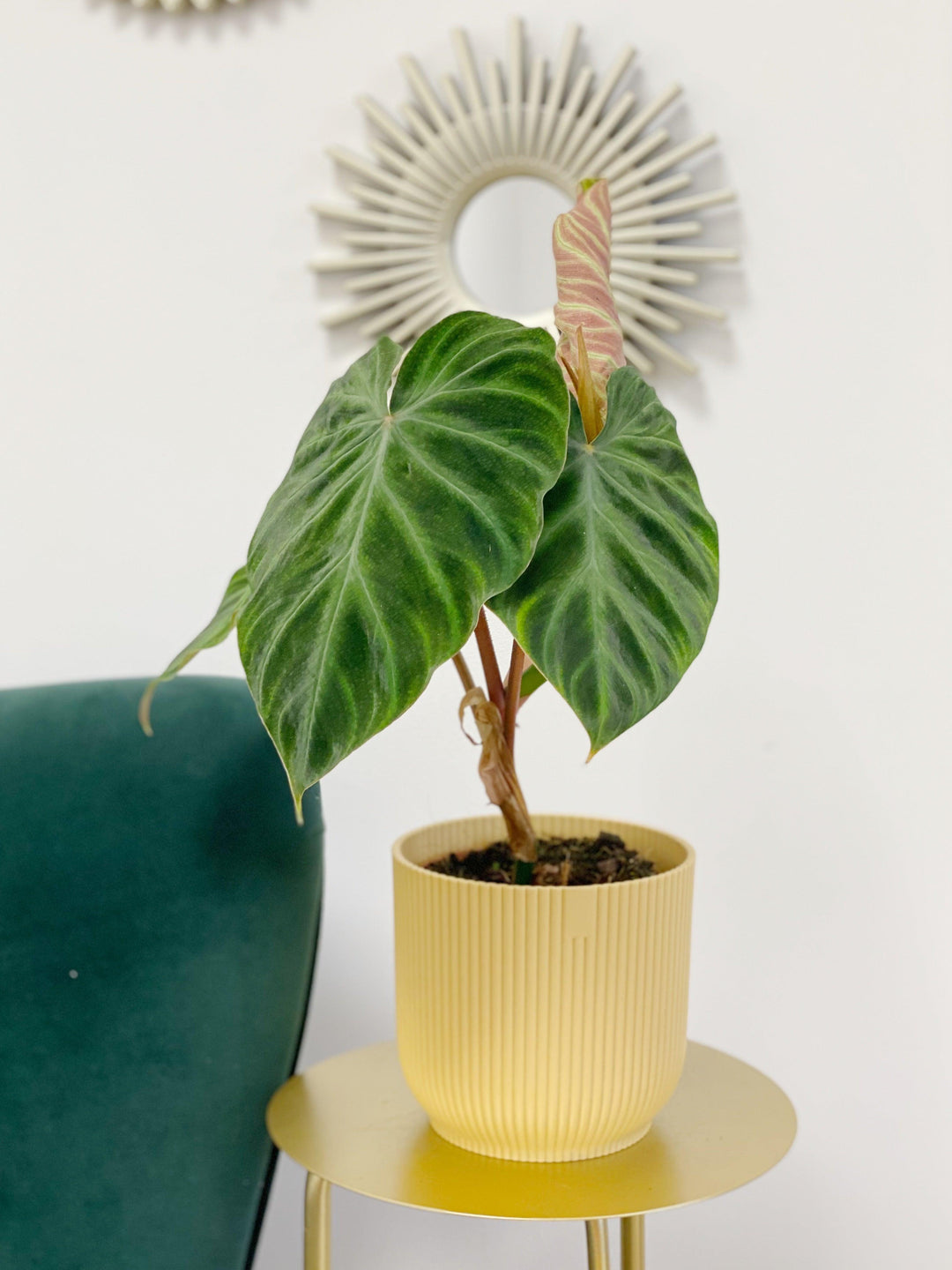 Philodendron Verrucosum Incensi
