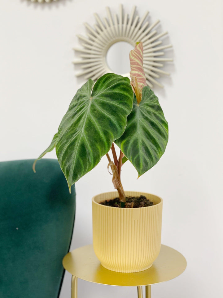 philodendron verrucosum fantasy Philodendron Verrucosum Incensi